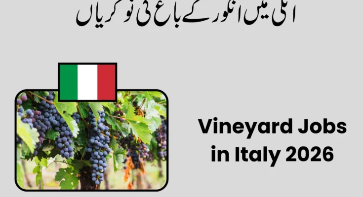 Vineyard Jobs in Italy 2026